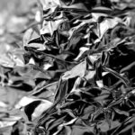 Aluminum Fragrance Oil FOC507234FFN