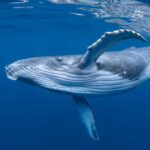 Ambergris Fragrance Oil