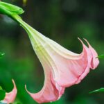 Angel's Trumpet Fragrance Oil FOG5071777FFN