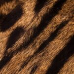 Animal Notes Fragrance Oil