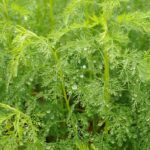 Artemisia Fragrance Oil FOG5078296FFN