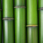 Bamboo Fragrance Oil FOG5075137FFN