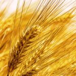 Barley Fragrance Oil FOG5077310FFN