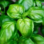 Basil Fragrance Oil FOH507113FFN