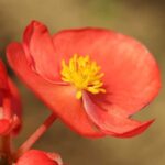 Begonia Fragrance Oil FOG5078320FFN