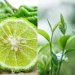 Bergamot Green Tea Fragrance Oil FOG5074847PSB