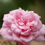 Bishop's Castle Rose Fragrance Oil FOG5072927FFN