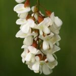 Black Locust Fragrance Oil FOG5078821FFN