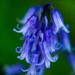 Bluebells Fragrance Oil FOG5074447FFN