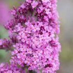 Buddleia Fragrance Oil FOG5071772FFN