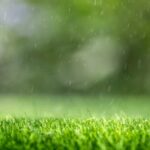 Cut Grass Fragrance Oil FOH507305FFN