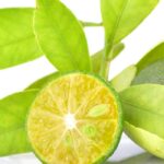 Calamansi Fragrance Oil FOG5078812FFN