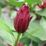 Calycanthus Fragrance Oil FOG5077637FFN