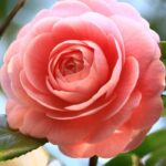 Camellia Fragrance Oil FOG5078324FFN