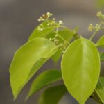 Camphor Fragrance Oil FOC507004FFN