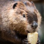 Castoreum Fragrance Oil