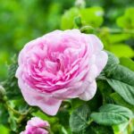Centifolia Rose Fragrance Oil FOG5076857FFN