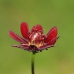 Chocolate Flower Fragrance Oil FOG5079353FFN