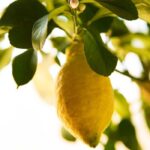 Citron Fragrance Oil FOG5074191FFN