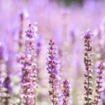 Clary Sage Fragrance Oil FOG5076136FFN