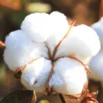 Cotton Flower Fragrance Oil FOG5077497FFN