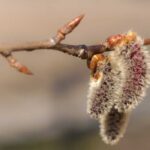 Cottonwood Fragrance Oil FOG5077471FFN