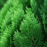 Cypress Fragrance Oil FOG5076722FFN