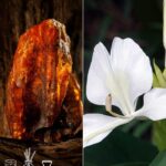 Dark Amber & Ginger Lily Fragrance Oil FOC507274PSB