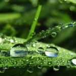 Dew Drop Fragrance Oil FOG5077333FFN