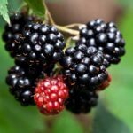 Dewberry Fragrance Oil FOG5078325FFN