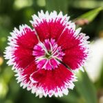 Dianthus Fragrance Oil FOG5071774FFN