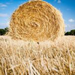 Dry Grass Hay Fragrance Oil FOH507349FFN