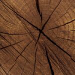 Dry Wood Fragrance Oil FOG5075005FFN