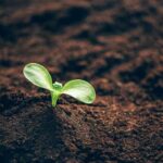 Earthy Notes Fragrance Oil FOG5075301FFN