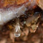 Elemi Fragrance Oil FOC07312FFN