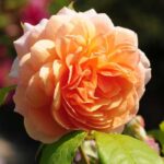 English Rose Fragrance Oil FOG5078803FFN