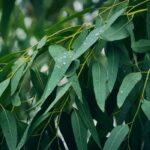 Eucalyptus Fragrance Oil FOG5076440FFN