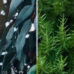 Eucalyptus & Rosemary Fragrance Oil FOC507384PSB