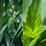 Eucalyptus & Spearmint Fragrance Oil FOG5077303PSB