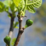 Fig Tree Fragrance Oil FOG5074190FFN