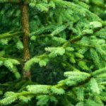 Fir Fragrance Oil FOG5077309FFN