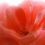 Geranium Fragrance Oil FOG5074999FFN