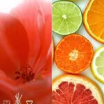 Geranium Citrus Fragrance Oil FOC507354PSB