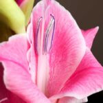 Gladiolus Fragrance Oil FOG5071030FFN