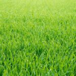 Grassy Fragrance Oil FOG5073996FFN