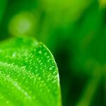 Green Note Fragrance Oil FOG5075131FFN