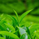 Green Tea Fragrance Oil FOG5076504FFN