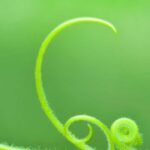 Greenish Nature Fragrance Oil FOG5075006FFN