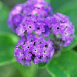 Heliotrope Fragrance Oil FOG5078299FFN