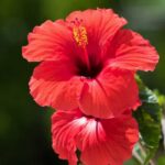 Hibiscus Fragrance Oil FOG5072448FFN